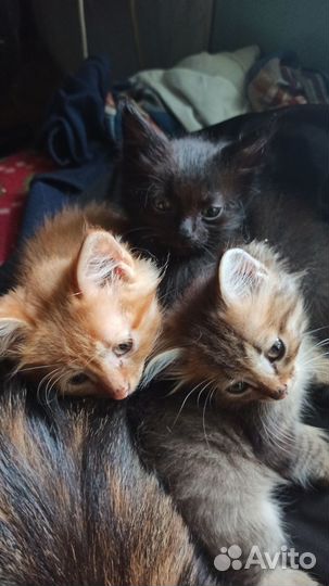 Отдам котят