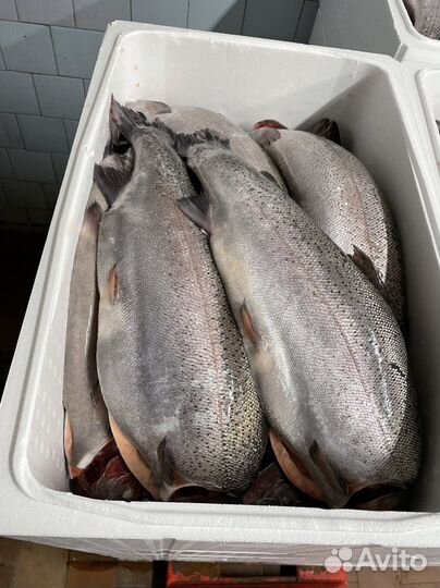 Форель - Карелия опт