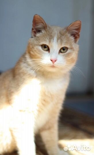 Солнечный котик ищет дом