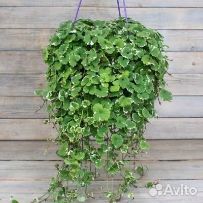 Черенки.лофос.пудра.вербейник.чабер