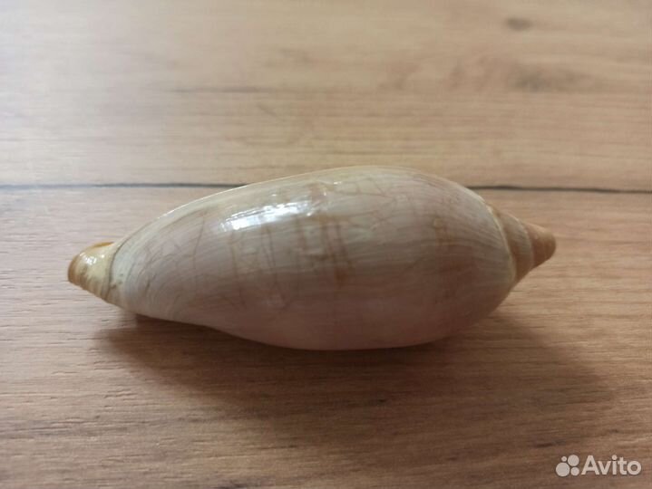 Морская раковина