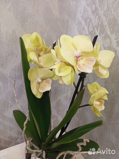 Орхидея Биг-Лип желтая отцвела