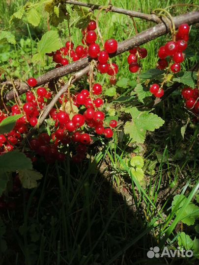 Крыжовник и красная смородина