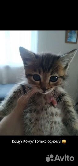 Котята в добрые руки бесплатно