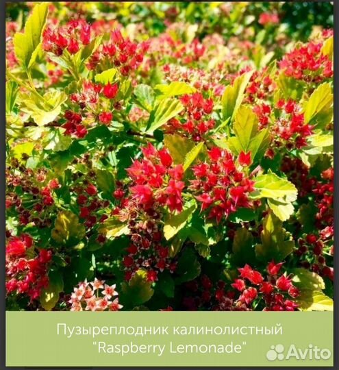 Пузыреплодник калинолистный 