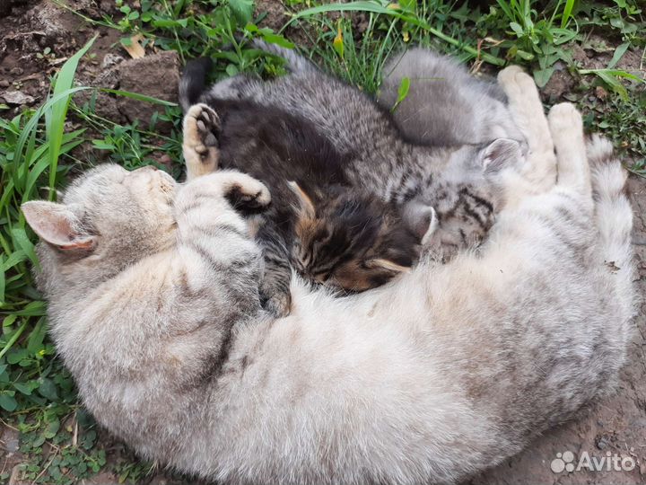 Котята в добрые руки