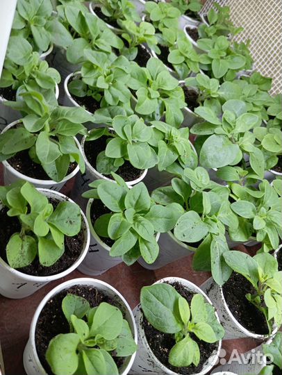 Рассада петунии