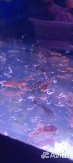 Сомики анциструсы вуалевые 3 колот