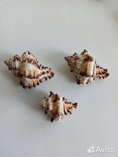 Морские раковины