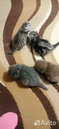 Шатланские вислоухие котята