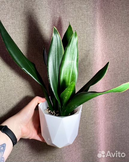 Растения разные#1