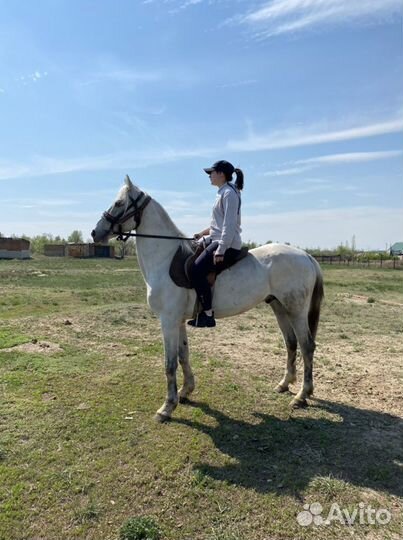 Жеребцы и кобылы