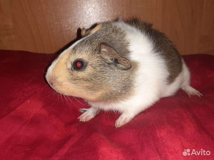 Морские свинки