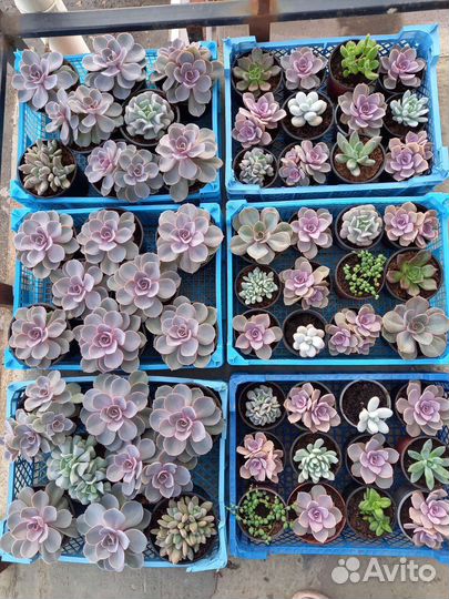 Суккуленты