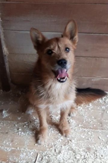 Бывший домашним терьерчик оказался в приюте