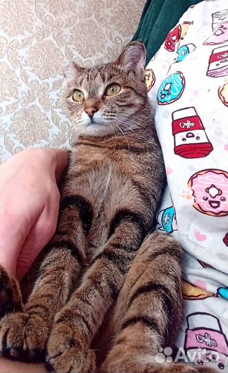 Отдам кошечку в добрые руки