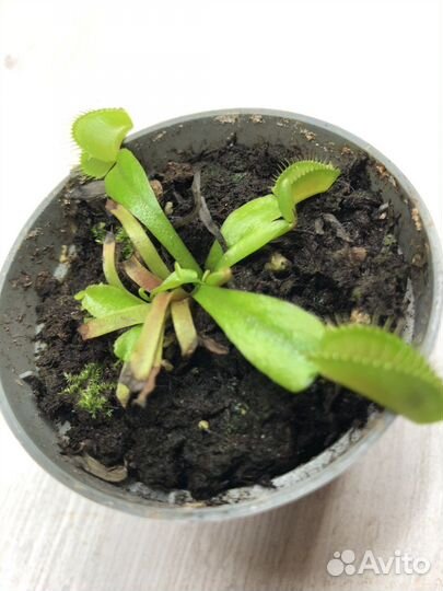 Венерина мухоловка дионея