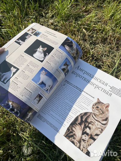 Энциклопедия собак и кошек