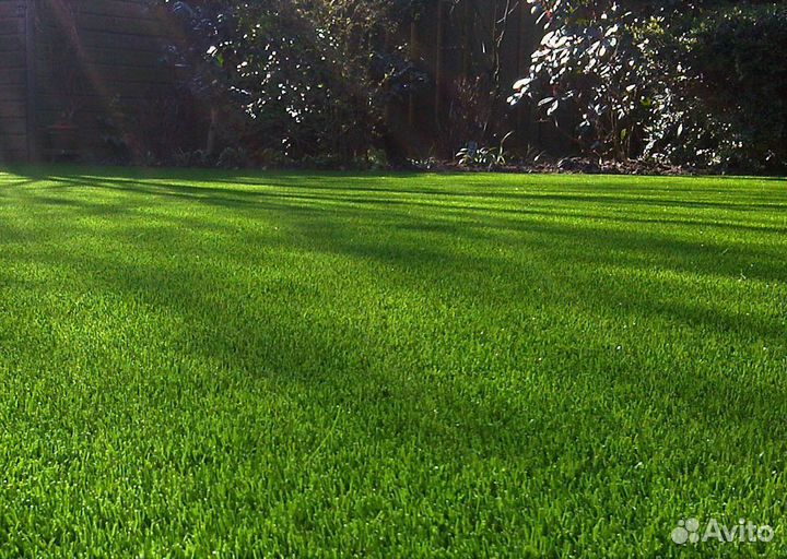 Газонная трава спортивная