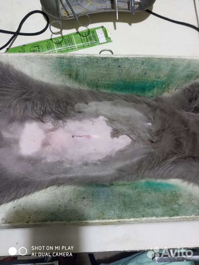 Ветеринарный врач на дом