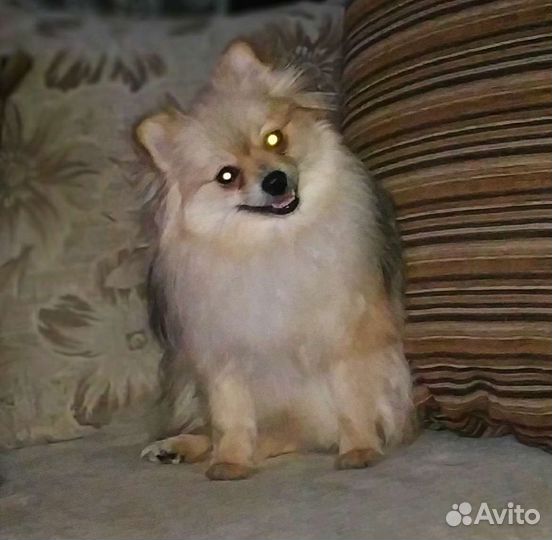 Гостиница для животных