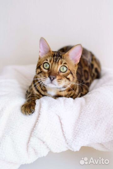 Бенгальский кот вязка
