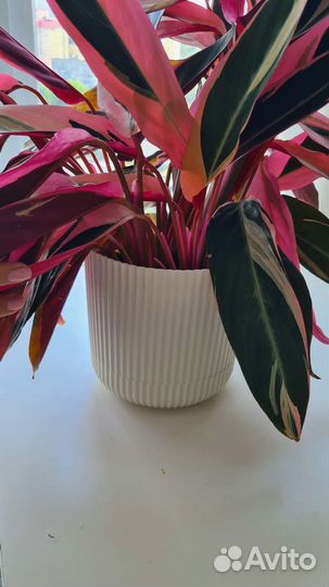 Калатея строманта триколор растение