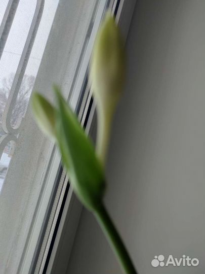 Эухарис амазонская лилия