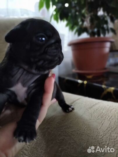 Щенки мопса черные