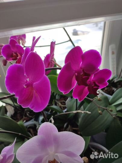 Орхидея фаленопсис Stellenbosch