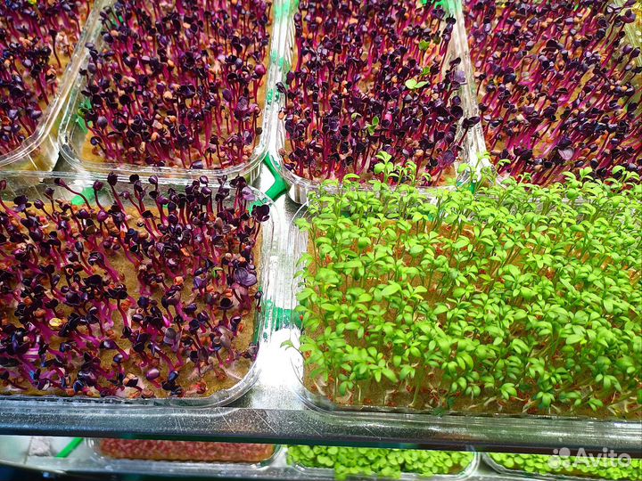 Микрозелень (горох, горчица, редис, брокколи)