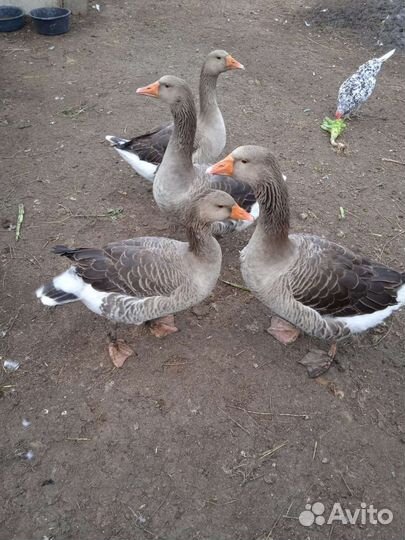 Цыплята, гуси, брама