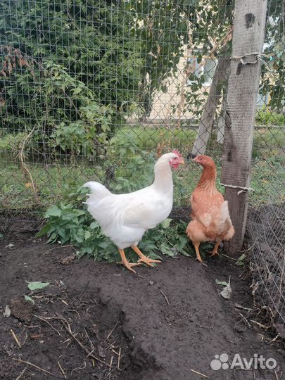 Молодые петухи
