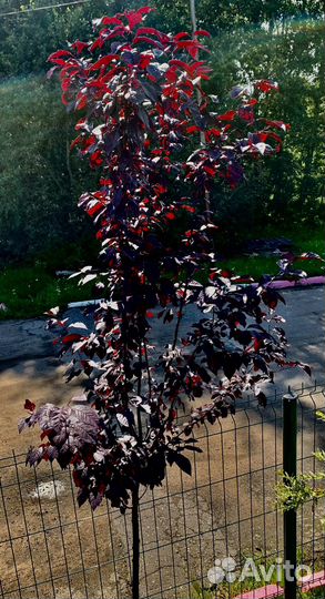 Слива писсарди