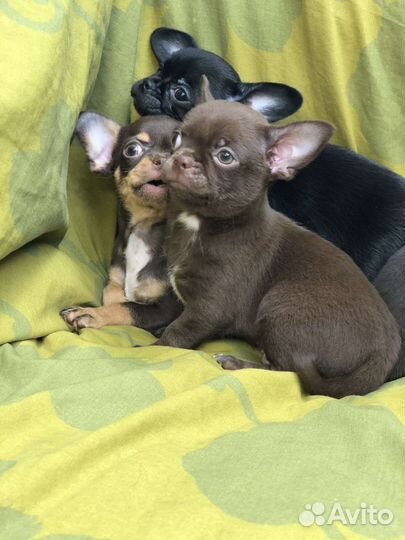 Щенки чихуахуа (первое обьявление)