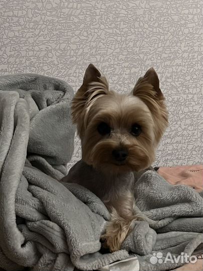 Йоркширский терьер(Вязка)