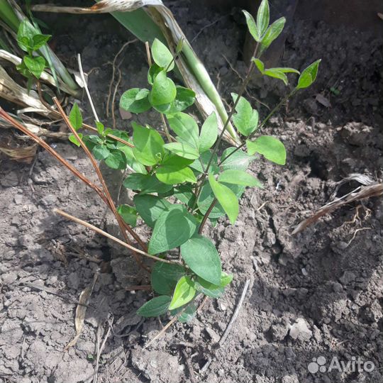 Клематисы саженцы