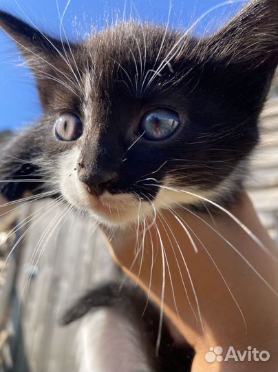 Здоровый красивый котенок