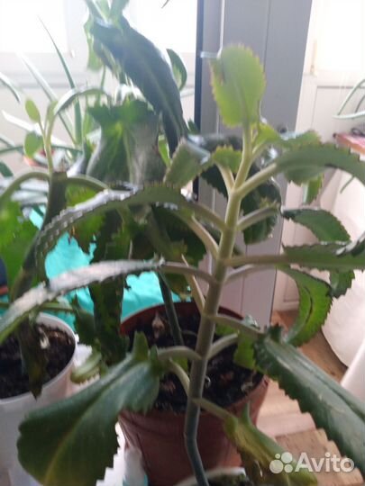 Каланхоэ лечебное