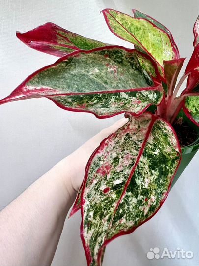 Аглаонема Siam Avrora Variegated