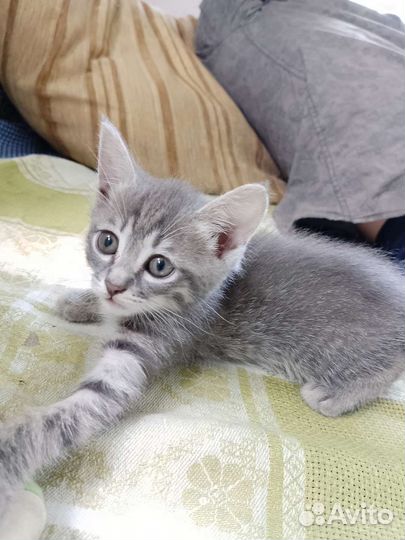 Котята в добрые руки бесплатно