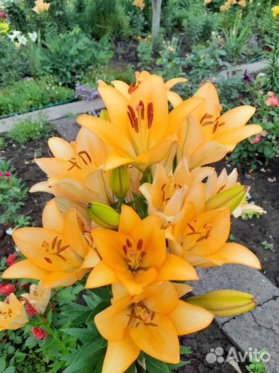 Цветы многолетники