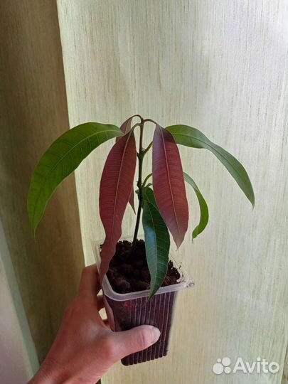 Дерево манго