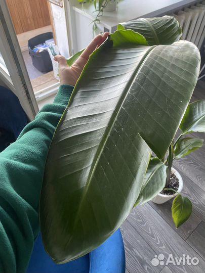 Стрелиция николая