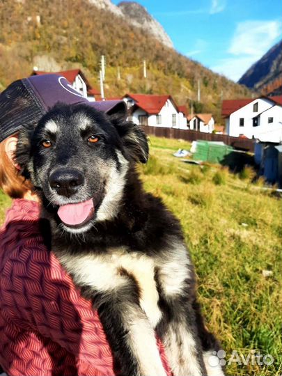 Маламут метис в добрые руки