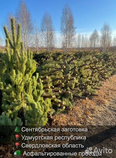 Сосна сентябрьская пушистая оптом