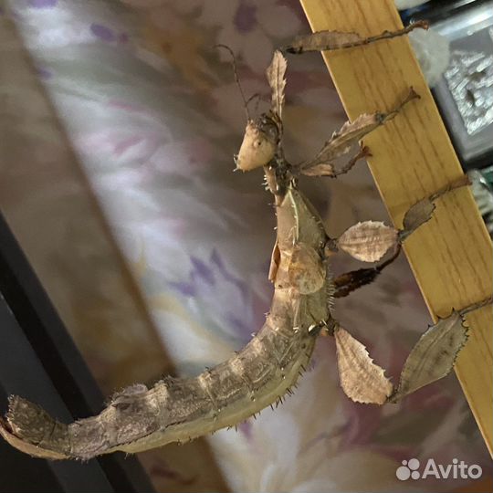 Австралийский палочник