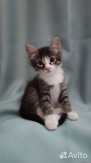 Котята в добрые руки бесплатно