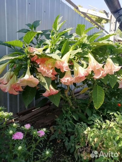 Бругмансия черенки не укорененные