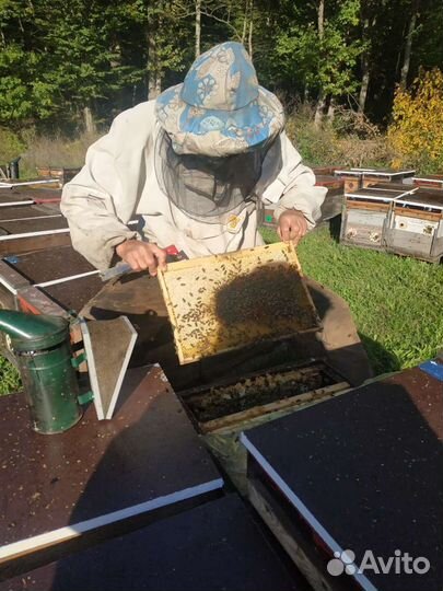 Липовый мед